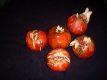 business_gifts__fruit__36